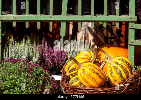 Zucche, zucche, squadrette, piante di erica, vintage negozio decorativo display Ornamental gourd Foto Stock