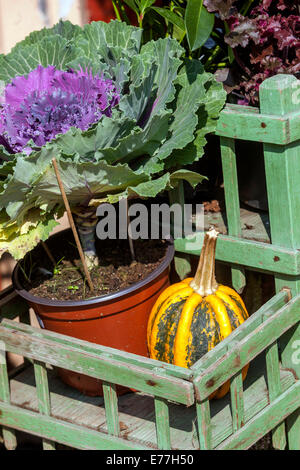 Zucca negozio di zucca kale pianta, vintage negozio decorativo display Ornamental gourd Foto Stock