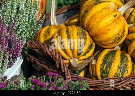 Zucche, zucca piante ornamentali di zucca, esposizione decorativa zucca Pepo in cestino Foto Stock