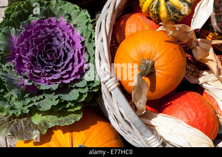 Zucche, zucche, piante, Brassica ornamental kale decorazione esposizione Foto Stock