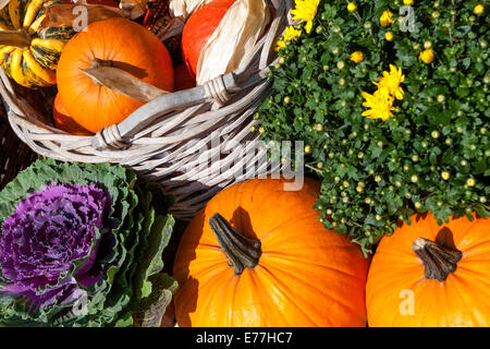 Negozio di zucche, squash, piante, mostra decorativa di zucca ornamentale in un cesto d'epoca per mamme Foto Stock