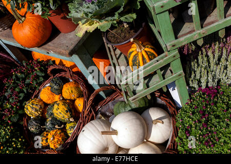 Zucche, zucche Ornamental gourd piante giardino, esposizione decorativa Foto Stock