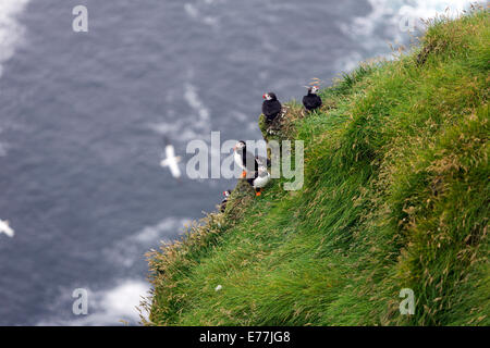 Atlantic puffini, Fratercula arctica, noto anche come il comune puffini, in Mykines scogliere delle isole Faerøer Foto Stock