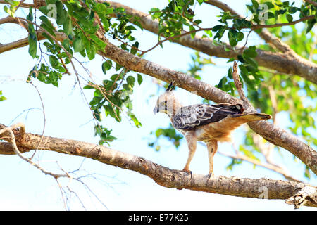 Crested Hawk-Eagle (Nisaetus cirrhatus) in Sri Lanka Foto Stock