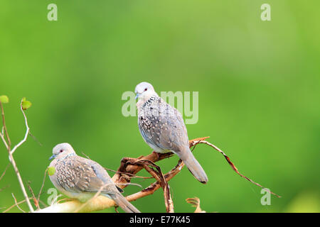 Colomba punteggiata (Spilopelia chinensis) in Sri Lanka Foto Stock