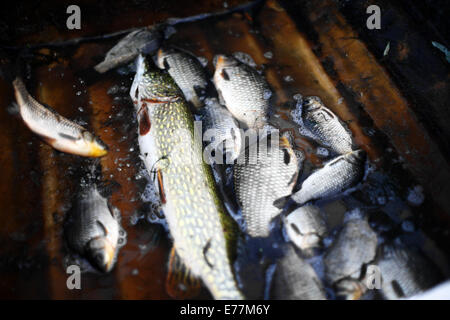 Immagine ravvicinata di alcuni pesci in un pescatore della barca. Foto Stock