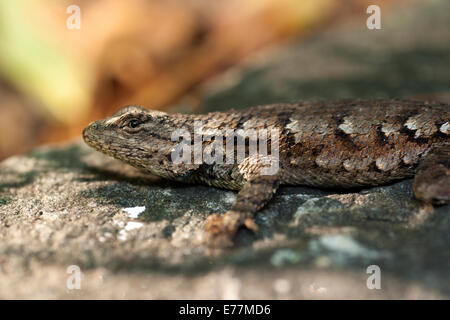 Recinzione orientale Lizard (Sceloporus undulatus) - Brevard, North Carolina, STATI UNITI D'AMERICA Foto Stock