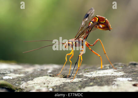 Il Gigante femminile Ichneumon Wasp (Megarhyssa macrurus) - Pisgah National Forest - Brevard, North Carolina, STATI UNITI D'AMERICA Foto Stock