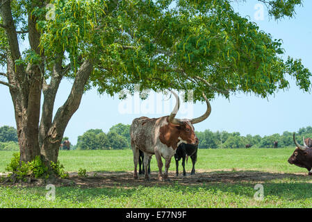 Watusi - Texas Longhorn steer razza trasversale Foto Stock