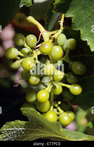 Grappolo di uva giovani sulla vite nella Barossa Valley in Australia Foto Stock