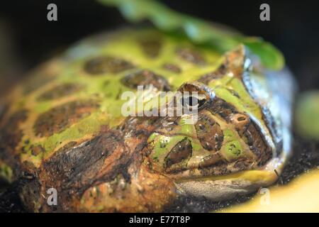 Un'immagine ravvicinata di una rana toro Foto Stock