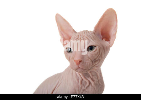 Don Sphynx gattino, 8 settimane, rosso Foto Stock