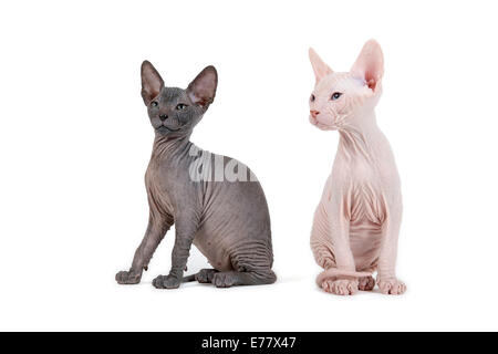 Due Don Sphynx gattini, 8 settimane, nero e rosso Foto Stock