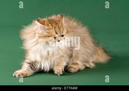 Gattino persiano, Golden ombreggiato, con naso Foto Stock