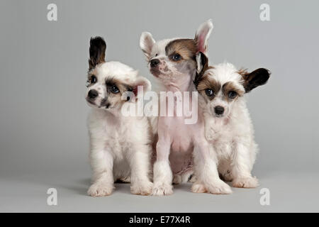 Tre Chinese Crested cuccioli, 7 settimane, glabre e Soffio di potenza Foto Stock