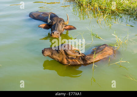 Due Bufali d'acqua (Bubalus bubalis) nuotare nel lago, Badami, Karnataka, India Foto Stock