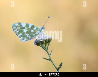 Bagno orientale bianco (Pontia edusa), provincia di Bolzano, Italia Foto Stock