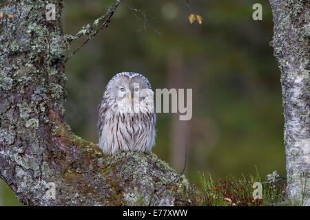 Habichtskauz Allocco degli Urali strix uralensis seduta Foto Stock