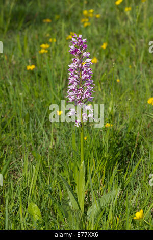 Helmknabenkraut Orchis militaris orchidea militare Foto Stock