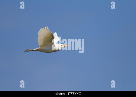 Bubulcus ibis airone guardabuoi Kuhreiher Foto Stock