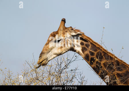 Giraffa meridionale (Giraffa camelopardalis giraffa), Bull raccoglie fiori e foglie con la sua linguetta estensibile Foto Stock