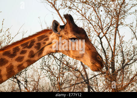 Giraffa meridionale (Giraffa camelopardalis giraffa), femmina raccoglie i rametti e foglie con la sua linguetta estensibile Foto Stock