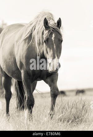 Welsh cob serpeggianti verso di me. Foto Stock