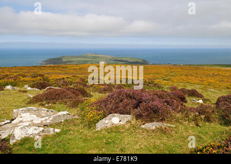 Ginestre ed erica su Mynydd Dinas guardando verso il Dina's Island e il mare Preseli Hills Pembrokeshire Wales UK GB Foto Stock