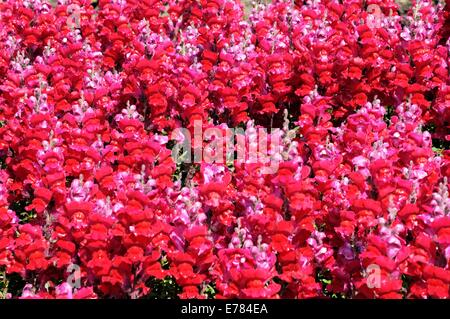 Bocca di Leone rosa fiori sullo sfondo della natura. Foto Stock