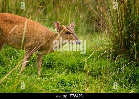 Munjac cervi Foto Stock