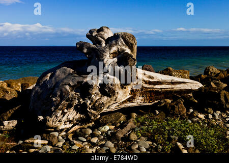 Driftwood sul gancio Ediz in corrispondenza degli angoli della porta Washington STATI UNITI D'AMERICA Foto Stock