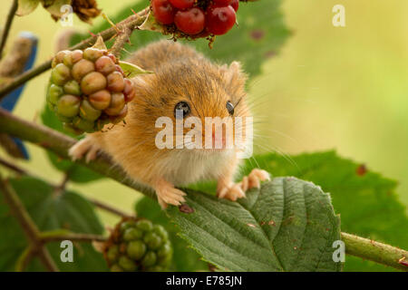Topolino delle risaie Foto Stock