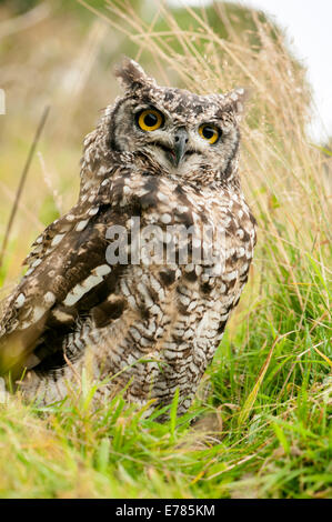 Gufo di Aquila Foto Stock