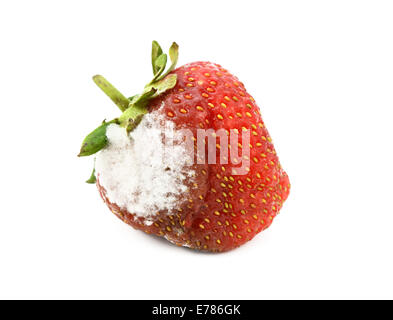 Fragola rossa con un cerotto di stampo, isolato su uno sfondo bianco Foto Stock