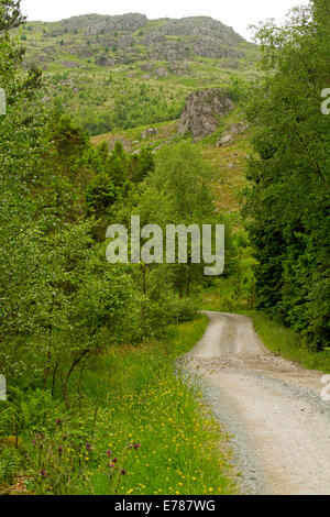 Paesaggio con molla fiori selvaggi e inding sporco della pista attraverso la foresta Hardknott per le cime frastagliate del Distretto dei Laghi montagne, Cumbria Inghilterra England Foto Stock