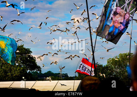 Gabbiani in cerca di cibo sull'altro stadio, festival di Glastonbury. Foto Stock