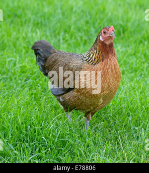 Free range hen, Derbyshire Redcap, vagare attraverso il prato smeraldo sulla fattoria in inglese Foto Stock