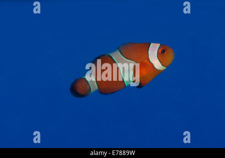 Una varietà di clownfish. Foto Stock