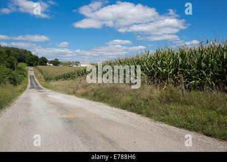 Un campo di grano in zone rurali Ohio Foto Stock