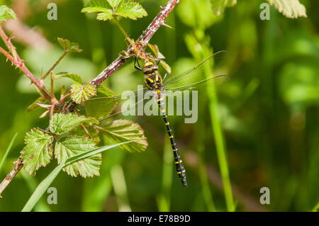 Un maschio di Golden inanellato Dragonfly, Cordulegaster boltonii, appeso ad un ramo di Blackberry nel sole estivo Foto Stock