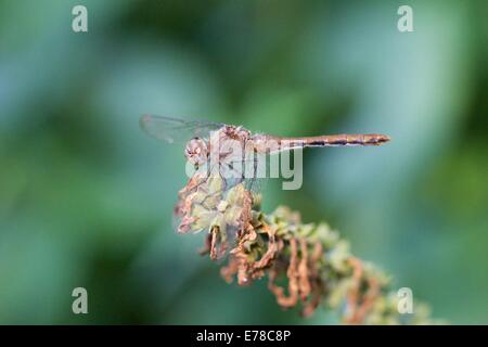 Femmina bianca-face meadowhawk dragonfly. Di fronte bianco-meadowhawk dragonfly. Foto Stock