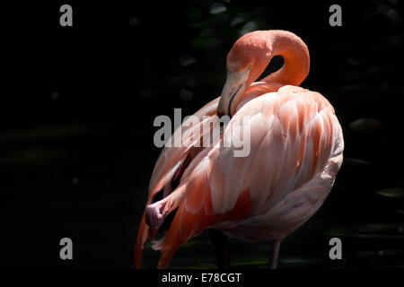 Flamingo cileni sparato contro un sfondo nero Foto Stock