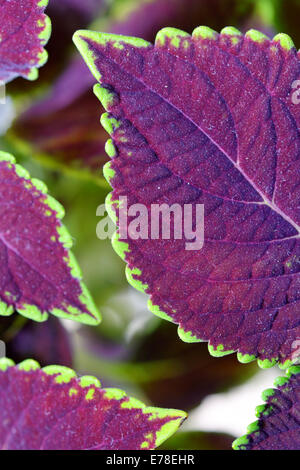 Coleus close up (verniciato di ortica) Foto Stock