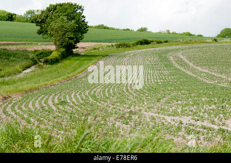 Nuovo prodotto figurante in un campo nei pressi di Amberley, West Sussex in tarda primavera come si vede dal South Downs Way Foto Stock