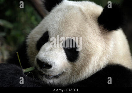 Un adulto panda mangiare il bambù nel suo involucro in corrispondenza del Panda Gigante Base di ricerca Foto Stock