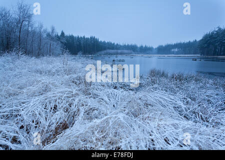 Misty frosty mattina sul lago in inverno Foto Stock