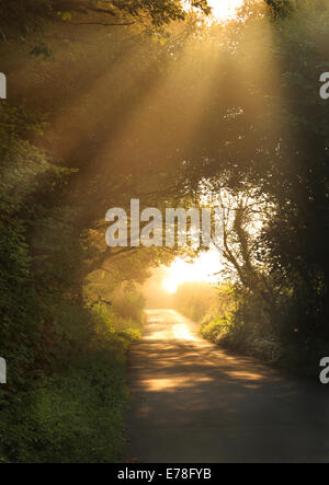 Tarda estate misty raggi del sole attraverso gli alberi lungo uno stretto vicolo del paese di prima mattina Foto Stock