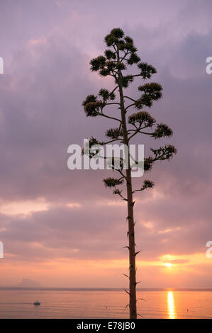 Fioritura agave contro lo sfondo di un Mediterraneo sunrise Foto Stock