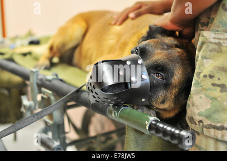 Brussel, un governo contraente cane da lavoro, viene preparato per la chirurgia presso il ruolo della NATO III multinazionale unità mediche a Kandahar Airfield, Afghanistan, Agosto 23, 2014. Un veterinario team medico e umano del team odontoiatrico presso l ospedale ha dato il cane una radice c Foto Stock