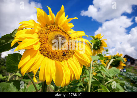 Bel colore giallo girasole in campo contro il cielo blu sullo sfondo Foto Stock